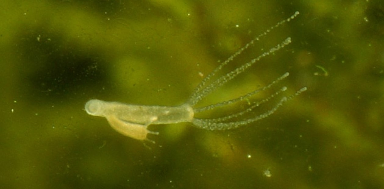 Kra15gl